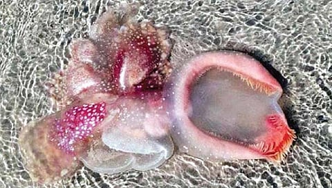 ऑस्ट्रेलियात किनारी दिसला एलियनसारखा अनोखा जलचर