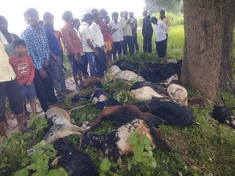 चंद्रपूर : वीज कोसळून बोकडांसह २६ शेळ्या ठार