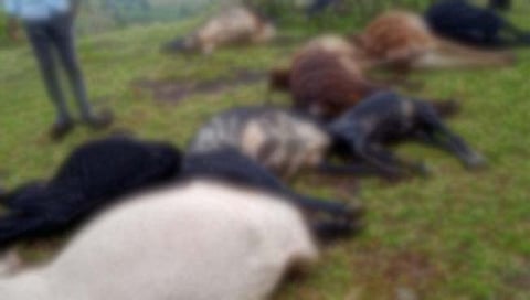 वीज पडून १५ जनावरे ठार झाली. 