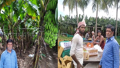 कोल्हापूर : घोसरवाडमधील शेतक-याच्या केळींची थेट ओमानला निर्यात