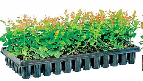 ‘प्‍लग ट्रे’चे नवतंत्रज्ञान