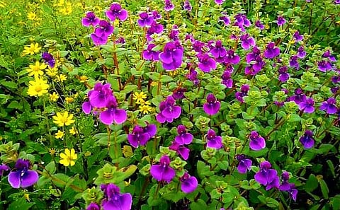 फोटो ओळ : खेड तालुक्याचे पश्चिम भागातील वेगवेगळ्या प्रजातीची रानफुले. (सर्व छायाचित्रे : आदेश भोजने)