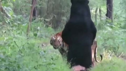 अस्वलाच्या पुढे ताडोबाची वाघीण झाली नतमस्तक