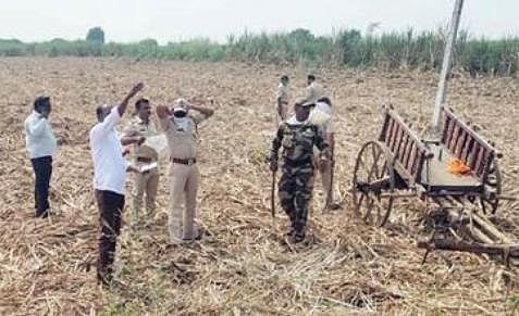 पैठण तालुक्यात हिस्त्र प्राण्यांची दहशत, वासराचा फडशा पाडला