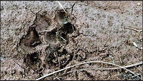 सांगली : बिबट्याच्या हल्ल्यात चिमुरडा ठार