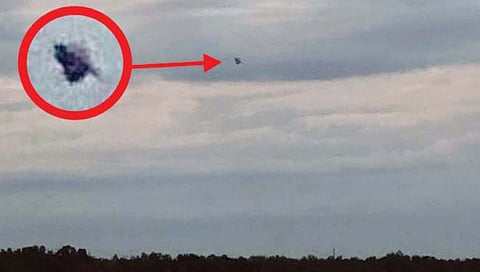 फ्लोरिडात उडत्या माशाची अफवा!