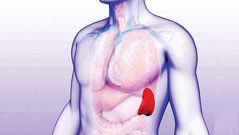 स्प्लीन / पांथरी वाढणे’ आणि उपचार