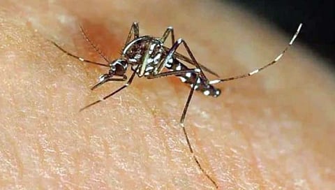 झिका चा धोका वाढतोय!