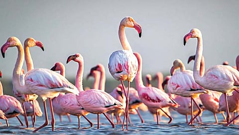 नवी मुंबईला फ्लेमिंगो सिटीचा दर्जा मिळणार?