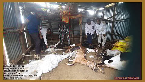 Leopard In Kannad : कन्नड तालुक्यातील गराडा येथे बिबटयाच्या हल्ल्यात १० शेळ्या ठार