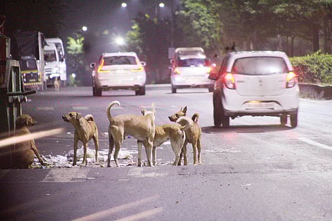पिंपरीत भटक्या कुत्र्यांचा उपद्रव; नागरिकांना नाहक त्रास