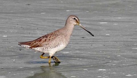 ‘लॉंग बिल्ड डाऊविचर’ : गोव्यात प्रथमच पक्षाची नोंद; दोन चिमुरड्यांनी केले छायांकित