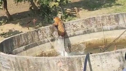 चंद्रपूर : विहिरीबाहेर  येताच पट्टेदार वाघाने धूम ठोकली!