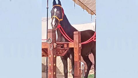 Expensive horse!: तब्बल अडीच कोटी रुपयांचा घोडा!