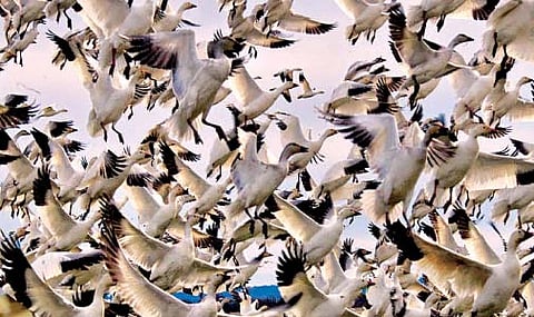 40 वर्षांत पक्ष्यांची संख्या लाखोंनी घटल