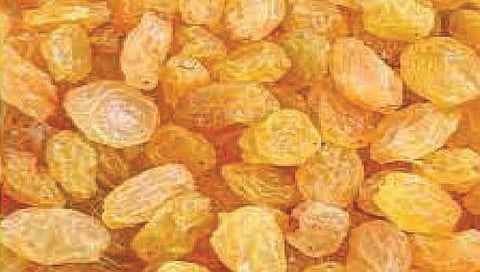 कारवाईच्या बडग्याने बेदाणा व्यापारी नरमल