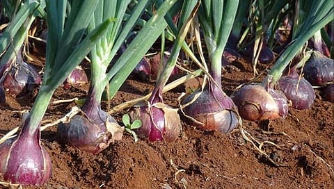कांदा पीक लागवड कशी करावी?