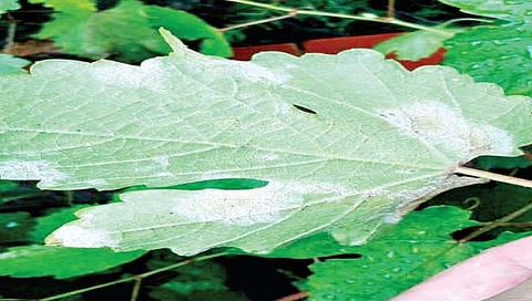 सांगली : ढगाळ वातावरणामुळे द्राक्षबागा संकटात