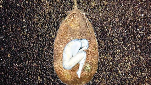 मरावे परी वृक्ष रूपी उरावे..!