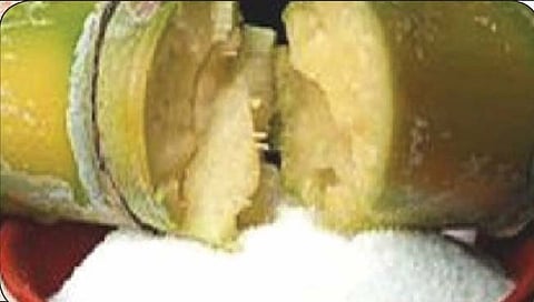 सांगली :साखर कारखानदारांची पुरती कोंडी!