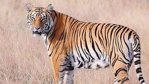 तिलारी काॅन्झर्वेशन रिझर्व्ह’मध्ये पट्टेरी वाघाने केली शिकार