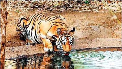 दोडामार्ग, राधानगरी व्याघ्रक्षेत्र घोषित होणार