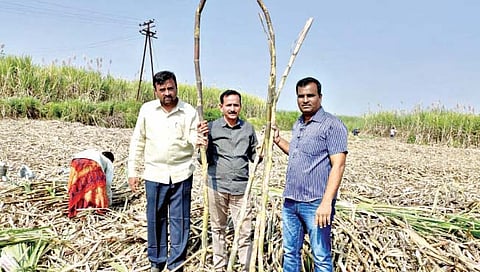 या शेतकऱ्याने केली हवा…एका एकरात १०० टन खोडवा