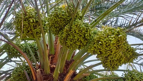 सोलापूर : आखाती देशातील खजुराची बार्शीच्या रानात रुजवण