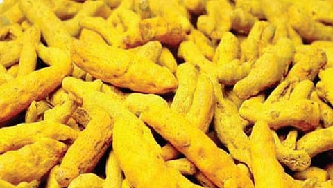 सांगली : हळदीला अखेर ५ टक्के जीएसटी लागू