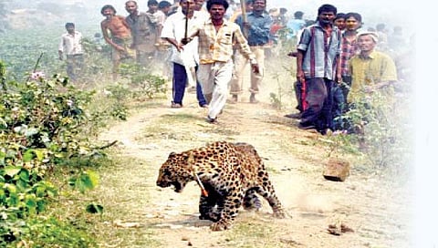 वन्यप्राणी आणि माणूस यांच्यातील संघर्ष पुन्हा ऐरणीवर