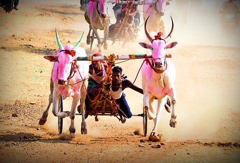 बैलगाडी शर्यतीचा धुरळा हवा असेल तर… हे करावेच लागेल.