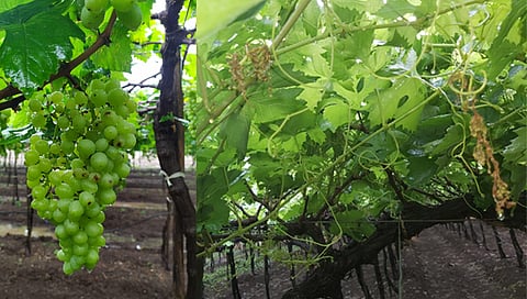 Nashik Farmes : अवकाळी पावसाचा द्राक्ष बागांसह कांदा पिकाला फटका