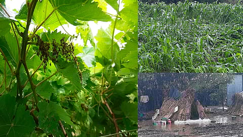 Damage vineyards : सांगली व मिरज भागात मुसळधार पाऊस; शेतकऱ्यांचे मोठे नुकसान