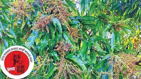 अवकाळी पावसाने कोकणचे कंबरडे मोडले