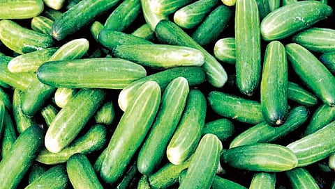 काकडी उत्पादन, अधिक उत्पादन देणाऱ्या फल शुभांगी जाती विषयी जाणून घ्या