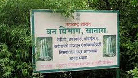 सातारा : ‘डीपीसी’तून वन विभागाच्या हाती धत्तुरा; 7 कोटी 79 लाखांची तरतूद