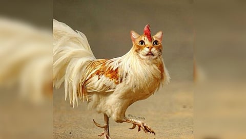 nawab malik tweet : ‘पहचान कौन’ म्हणत नवाब मलिकांचा नितेश राणेंना अप्रत्यक्ष टोला