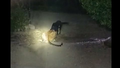 पुणे : लांडेवाडी येथे कुत्र्याने बिबट्याला लावले पळवून ; व्हिडिओ व्‍हायरल