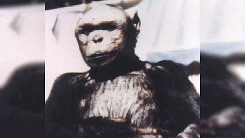 चीन बनवणार ‘ह्युमन्झी’ प्राणी?