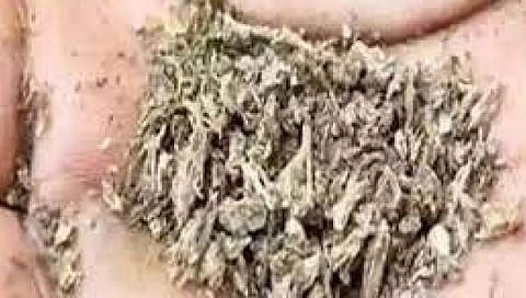 झारखंड, छत्तीसगडचा गांजा येतो महाराष्ट्रात