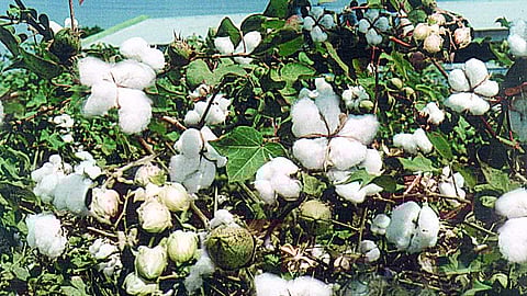 Cotton Market: उत्पादित केलेलं पांढरं सोनं विकायचं कुठं?