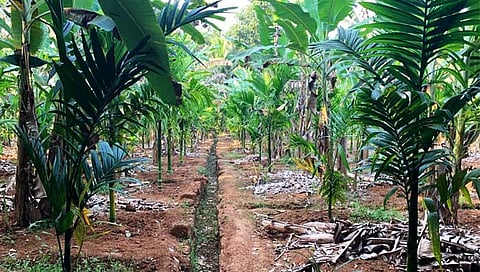 Kulagar Agriculture : गोव्यातील कुळागर राष्ट्रीय पातळीवर झळकणार