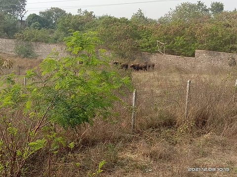 सारोळा येथील तीन रान गवे (छाया - वैभव धाडवे-पाटील)