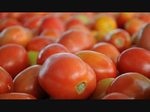 Tomato Price : देशभरात टोमॅटो दराचा भडका, प्रति किलो १२० रुपयांवर!