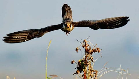 हजारो किलोमीटरचे अंतर कापून ‘अमूर ससाणा’ पालघरात दाखल