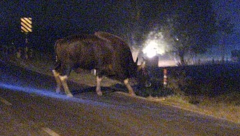 सांगली : सांगलीवाडीमध्ये महाकाय गव्याचे दर्शन