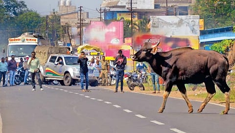 कोल्हापूर : गुरुवारी दुपारी पावणेदोनच्या सुमारास गव्याने आंबेवाडीजवळ कोल्हापूर-रत्नागिरी मार्ग असा दिमाखात पार केला. यावेळी अनेकांनी त्याची छबी मोबाईल कॅमेर्‍यात टिपली.  (छाया : पप्पू अत्तार)