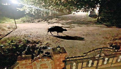 कोल्हापूर : ‘तो’ गवा पहाटे पेठवडगावात