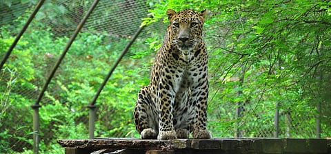 बोंडला अभयारण्य : गोव्यातील एक दिवसाची ट्रिप