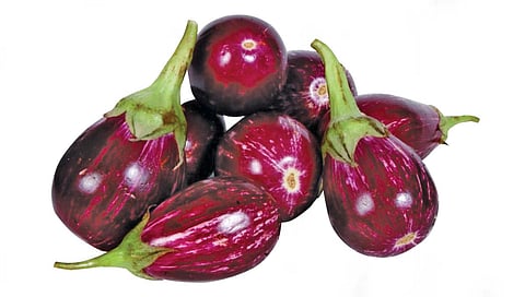 Brinjal Farming : शेतीत पैसा करायचा असेल तर फायदेशीर वांग्याची शेती करा